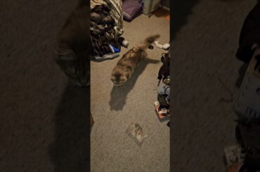 My cat is waiting... pt.1