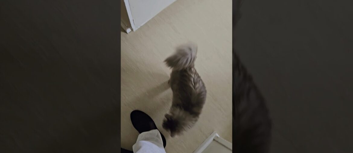 Playing w/ my pet cat for 58secs Playing w/ my pet cat for 58secs