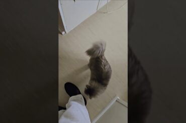 Playing w/ my pet cat for 58secs