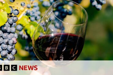How is Scandinavia growing its wine industry? | BBC News