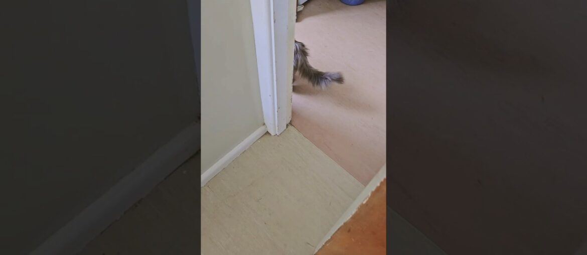 Sandwich my cat trolls me for 28secs