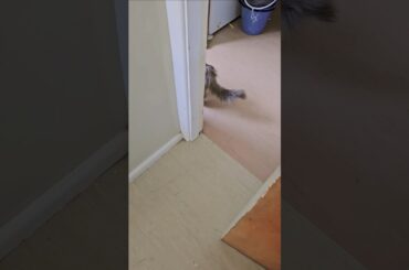 Sandwich my cat trolls me for 28secs