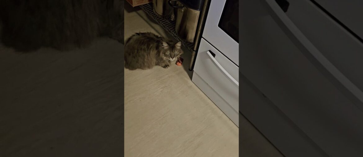 Sandwich stole & ate my rump steak 40secs Sandwich stole & ate my rump steak 40secs