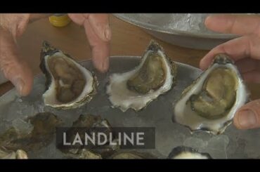 Growing the perfect wine for Australian oysters, in Australia