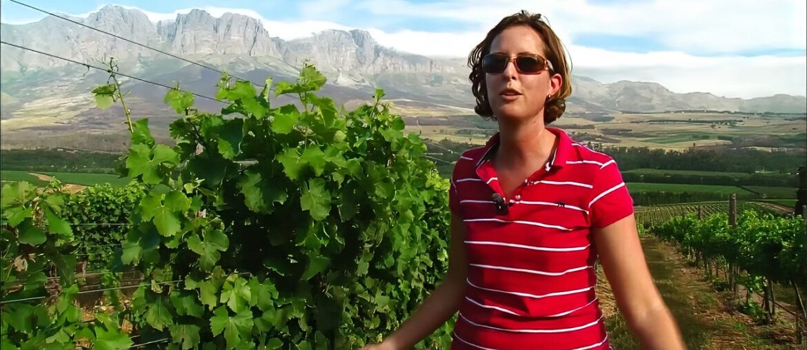 South Africa, the Best New World Wines?