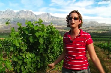 South Africa, the Best New World Wines?