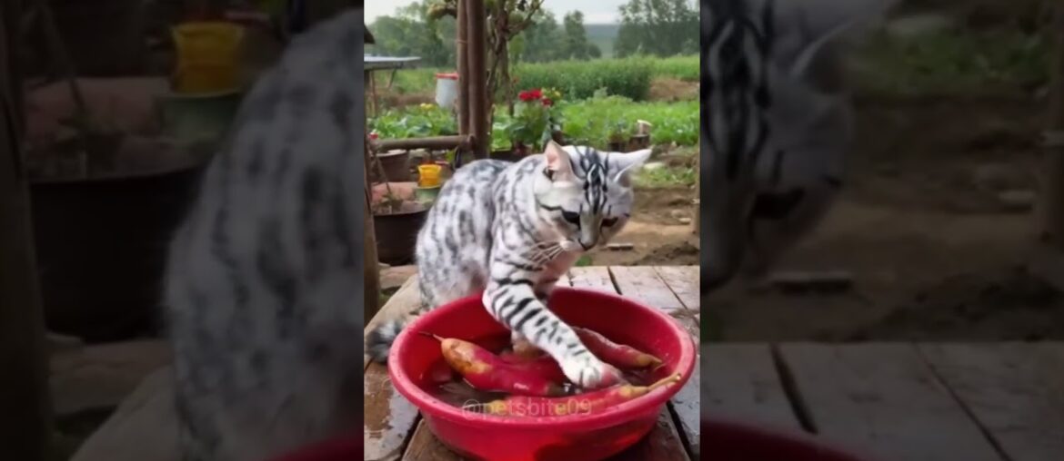 Frying french fries #shorts #youtubeshorts #cat #cutecat #cooking