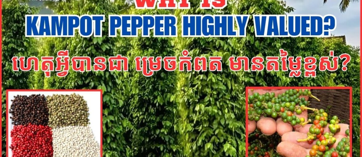The Story of Kampot Pepper: From Cambodian Farms to Gourmet Cuisine The Story of Kampot Pepper: From Cambodian Farms to Gourmet Cuisine