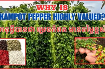 The Story of Kampot Pepper: From Cambodian Farms to Gourmet Cuisine