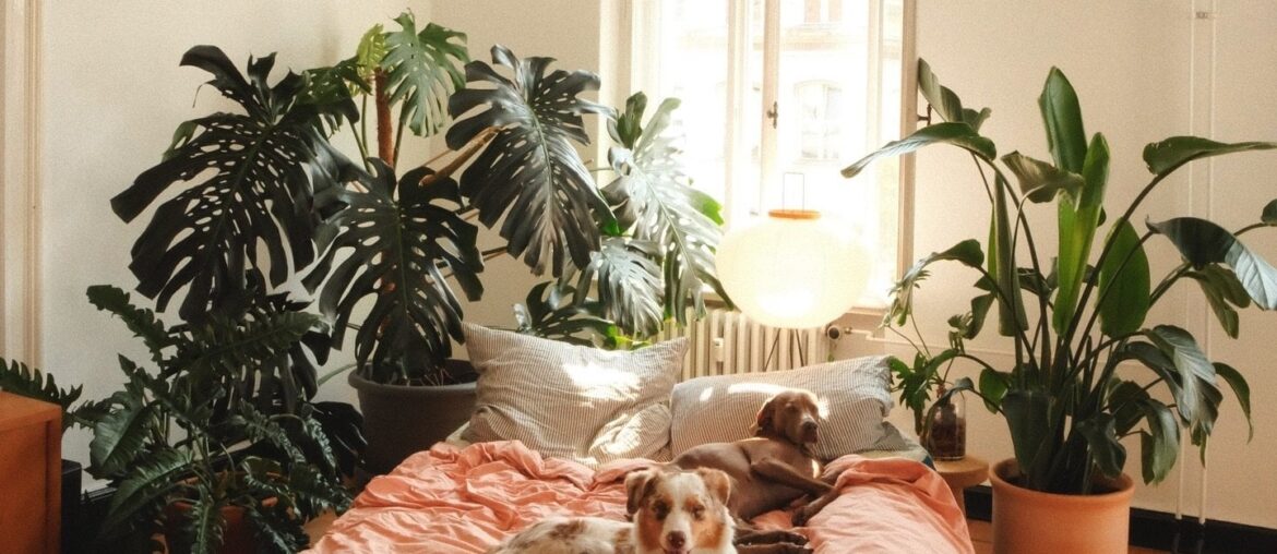 Apartment bedroom full of houseplants, Berlin, Germany [1440x1800]