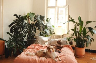 Apartment bedroom full of houseplants, Berlin, Germany [1440x1800]