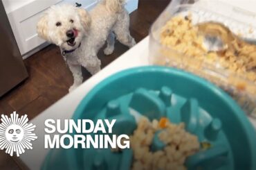 Serving up home-cooked dog food