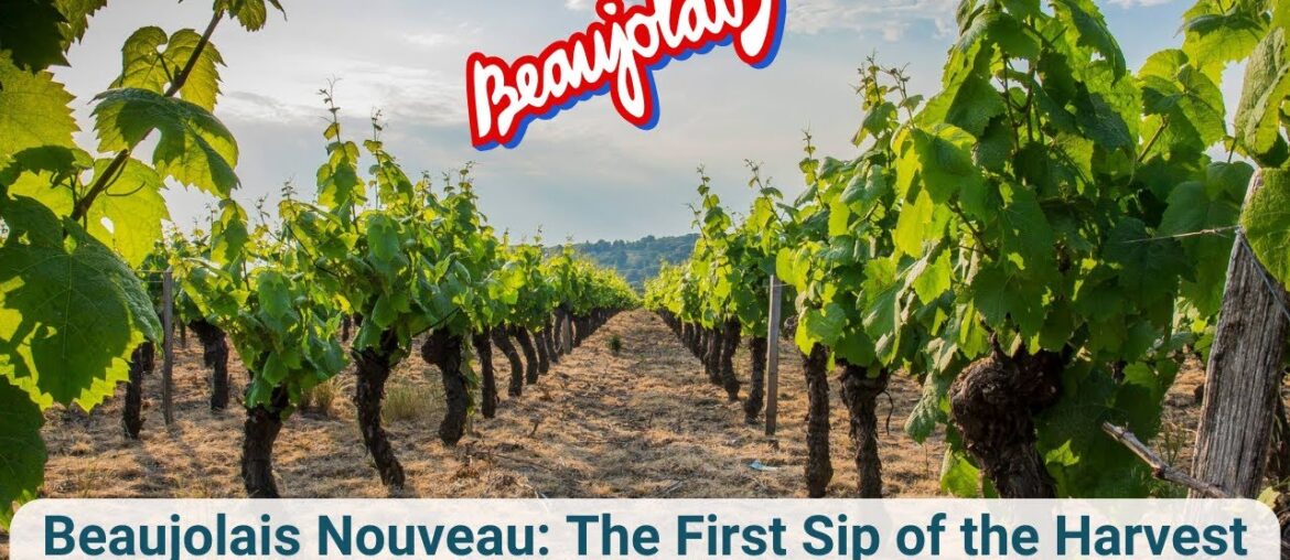 Beaujolais Nouveau: The First Sip of the Harvest