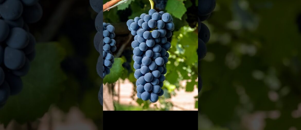 Know This Wine: Cote Rotie Know This Wine: Cote Rotie