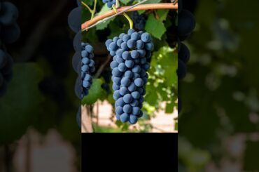 Know This Wine: Cote Rotie