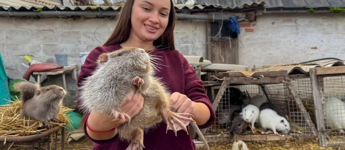An Unusual Meat Dish From The Countryside Baked In Oven An Unusual Meat Dish From The Countryside Baked In Oven