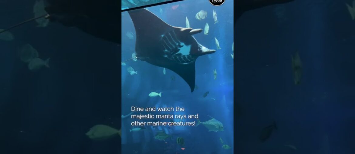 Fine Dining under the Sea - Ocean Restaurant