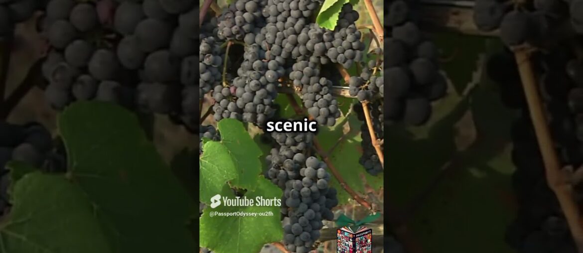 Uncork the World: 5 Legendary Wineries You Must Experience #WineExplorers #UltimateWineJourney #Wine