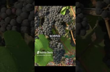 Uncork the World: 5 Legendary Wineries You Must Experience #WineExplorers #UltimateWineJourney #Wine