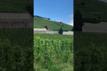 The Hermitage Hill - View from the Bottom #rhonewine #hermitage  #frenchwine