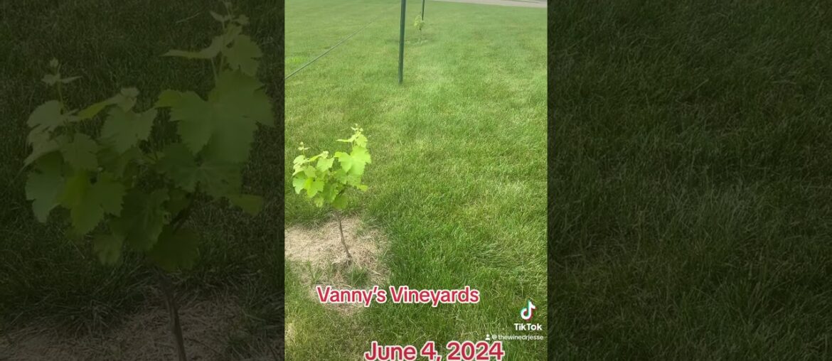 Sauvignon Blanc #Wine #Vineyard #Winery