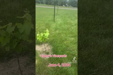 Sauvignon Blanc #Wine #Vineyard #Winery