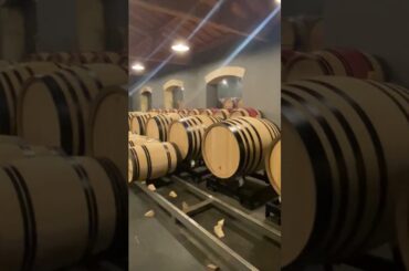 Empty wine barrels post-bottling at Chateau Olivier - En Primeur Week 2024 #wine #enprimeur #barrels
