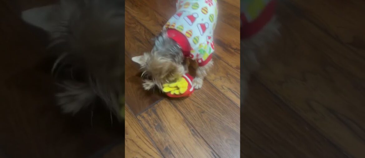 Makai loves delicious crunchy french fries #shorts #loves #frenchfries