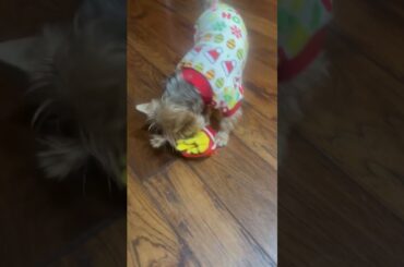 Makai loves delicious crunchy french fries #shorts #loves #frenchfries