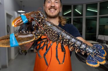 What makes this BLUE LOBSTER so special?