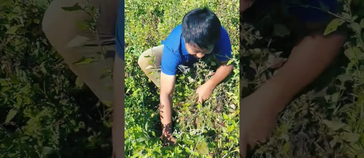 Vitelotte Potatoes #potato #potatoes #potatofarming #vitelotte #satisfying #agriculture #vegetables Vitelotte Potatoes #potato #potatoes #potatofarming #vitelotte #satisfying #agriculture #vegetables