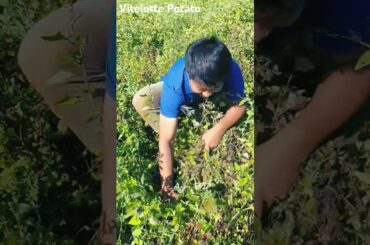 Vitelotte Potatoes #potato #potatoes #potatofarming #vitelotte #satisfying #agriculture #vegetables