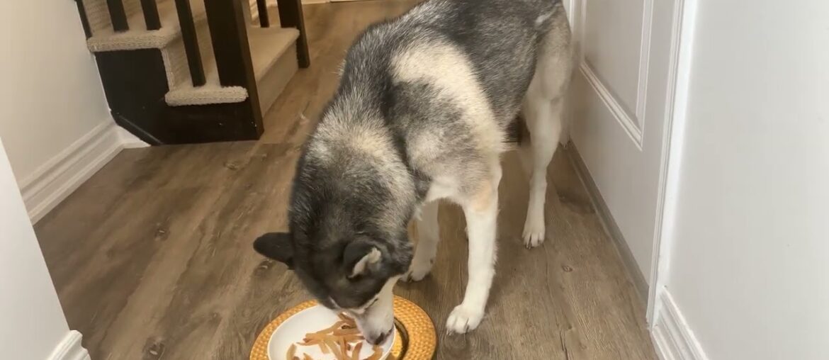 Dog Eating Steak Fries and Egg ASMR #steakdinner #asmr