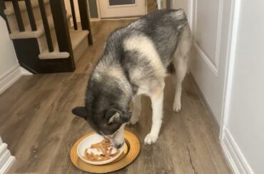 Dog Eating Steak Fries and Egg ASMR #steakdinner #asmr