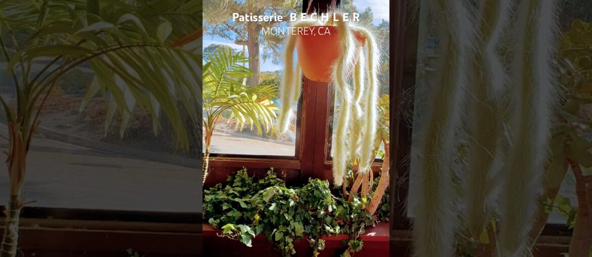 French Patisserie Bechler