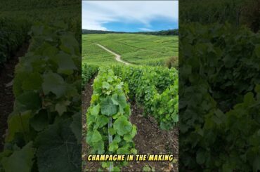 24 Hours in Reims, France: History, Champagne & Charm