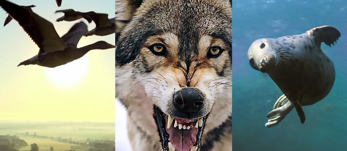 La France, sanctuaire d'une nature sauvage unique