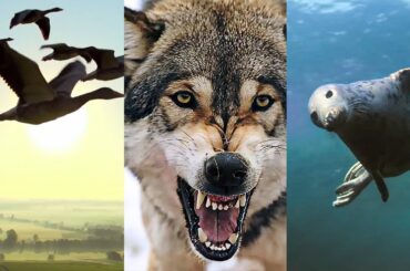 La France, sanctuaire d'une nature sauvage unique