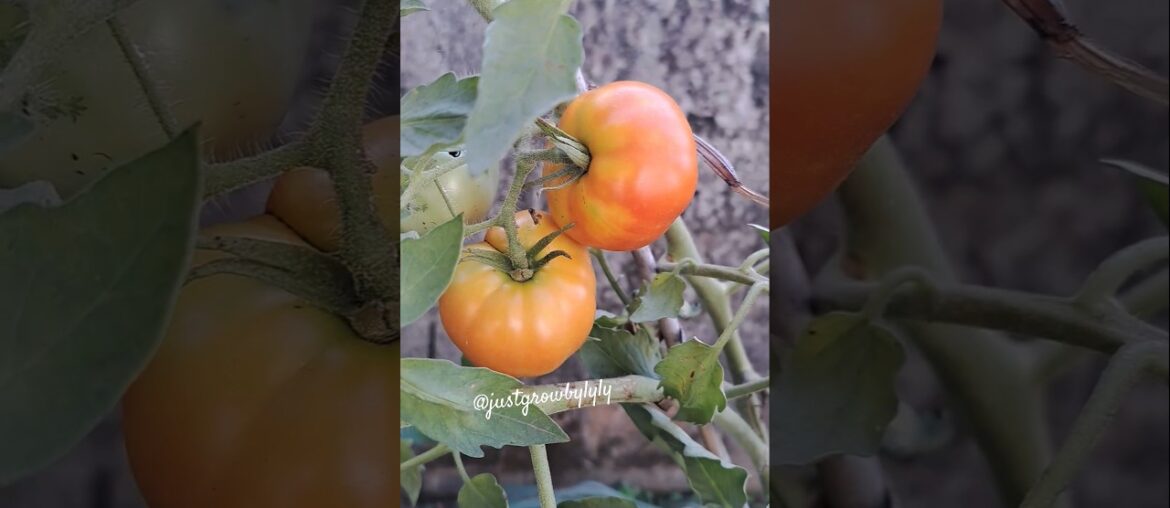 First Marmande tomato| It’s now light red moment #nature #garden #marmande #tomato #ripe #short #zen First Marmande tomato| It's now light red moment #nature #garden #marmande #tomato #ripe #short #zen