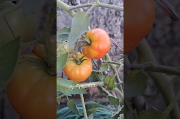 First Marmande tomato| It's now light red moment #nature #garden #marmande #tomato #ripe #short #zen