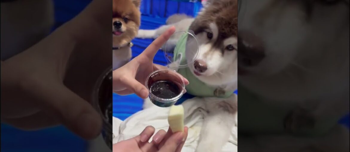 WAKE UP to the FUNNIEST Dog Reaction Ever!  #funnyvideo #funny #funnyshorts #facts