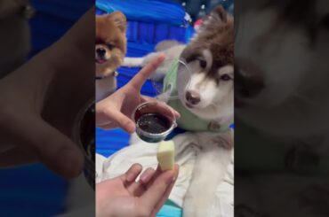 WAKE UP to the FUNNIEST Dog Reaction Ever!  #funnyvideo #funny #funnyshorts #facts