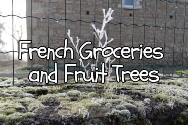 Update - France Grocery Store and Our Fruit Trees One Year later