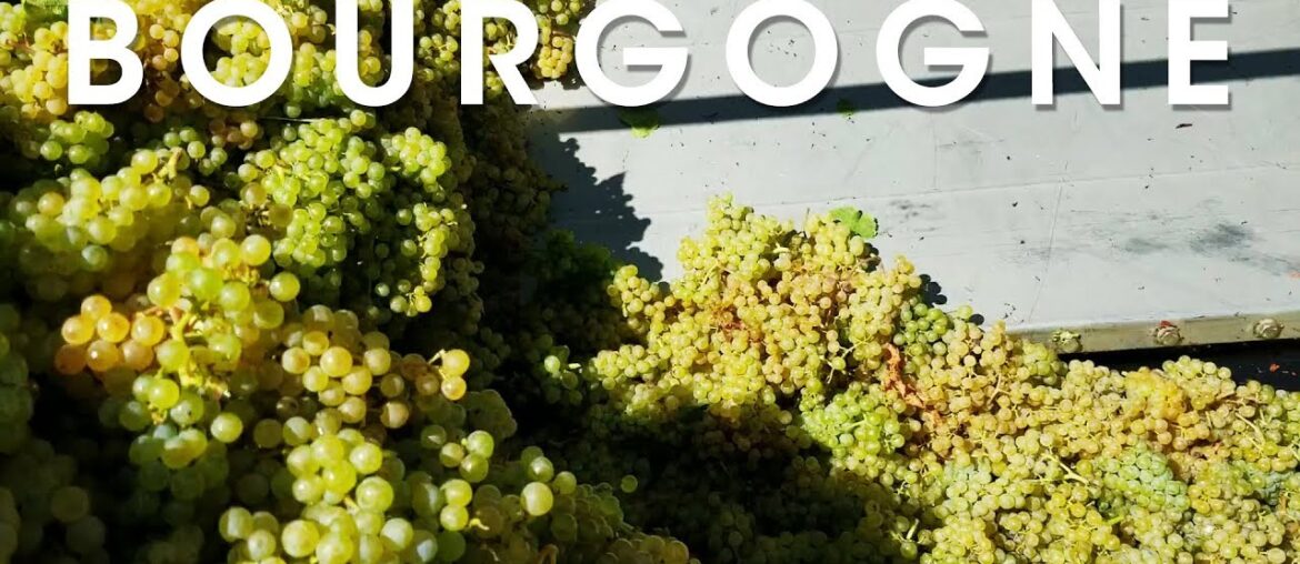 White Grape Picking in Burgundy France – Vendange Coteaux des Margots White Grape Picking in Burgundy France - Vendange Coteaux des Margots