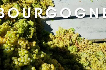 White Grape Picking in Burgundy France - Vendange Coteaux des Margots