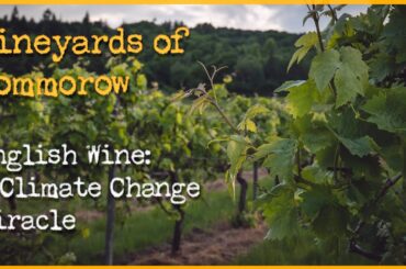 New vineyards of the world: The incredible story of English Wine [Documentary]
