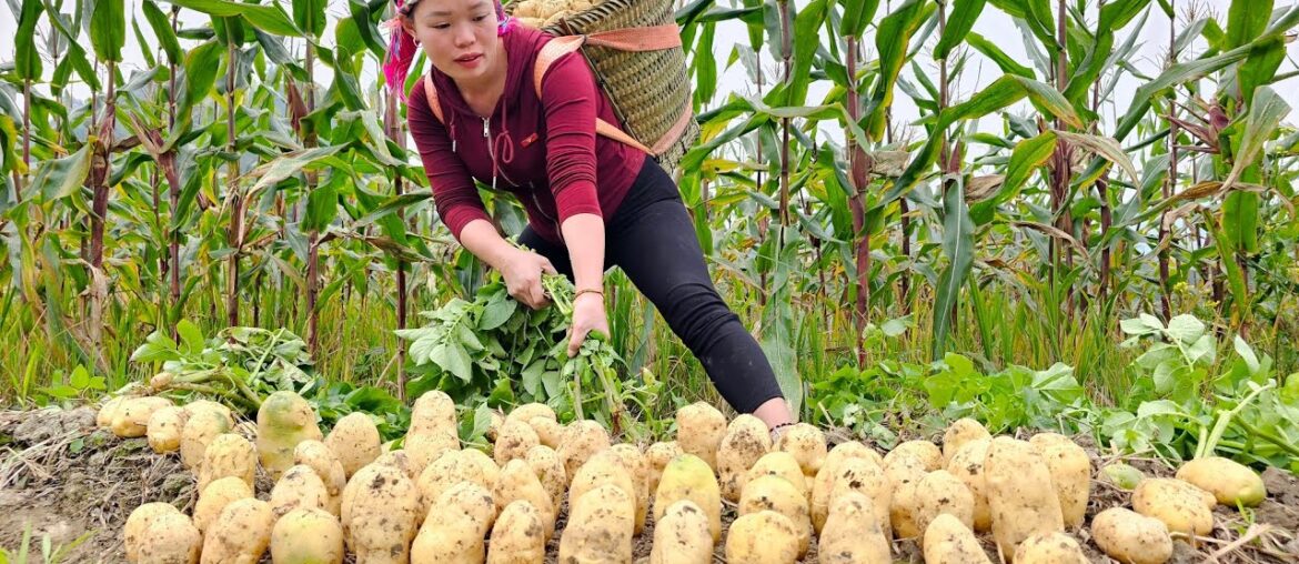 "Potato Harvest: Making French Fries and Taking to Market to Sell | Trieu Mai Huong".