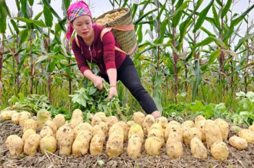 "Potato Harvest: Making French Fries and Taking to Market to Sell | Trieu Mai Huong".