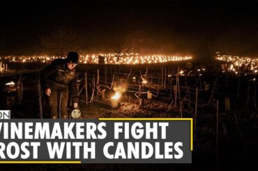 France: Giant candles light up French vineyards | French Winemakers | Latest English News |WION News