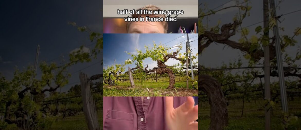 French Wine Is Mostly Grown On Texan Plants